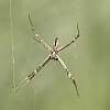 _17C1667 Argiope australis male